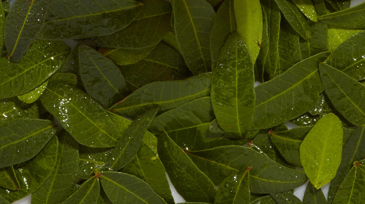 The Benefits of Green Tea